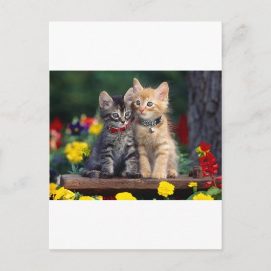 Cute-Kitten Briefkaart (Voorkant)