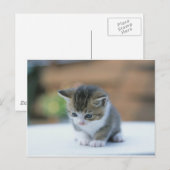 Cute Kitten Briefkaart (Voorkant / Achterkant)