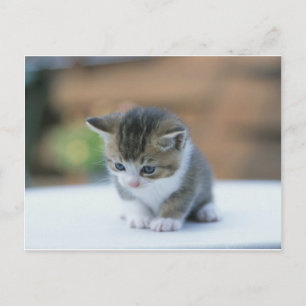 Cute Kitten Briefkaart