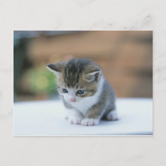Cute Kitten Briefkaart (Voorkant)