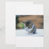 Cute Kitten Briefpapier (Voorkant / Achterkant)