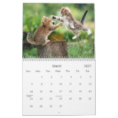Cute Kitten Calendar Kalender (Mar 2027)