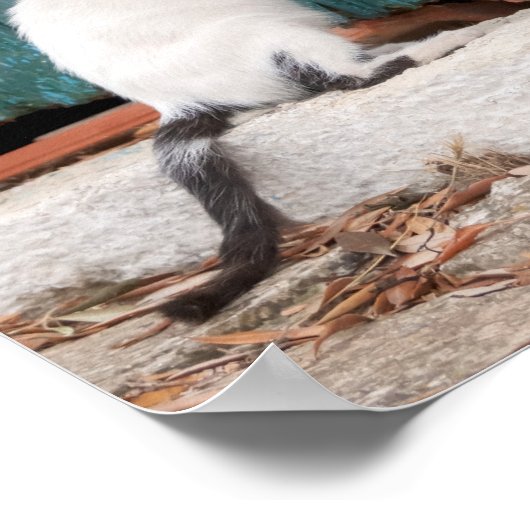 Cute Kitten die Mam's Til Funny Cat Foto achtervol Poster (Hoek)