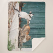 Cute Kitten die Mam's Til Funny Cat Foto achtervol Sherpa Deken (Voorkant)