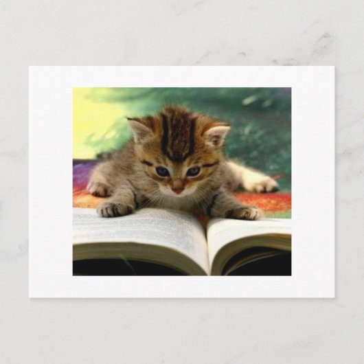 Cute Kitten Een boek lezen Briefkaart (Voorkant)