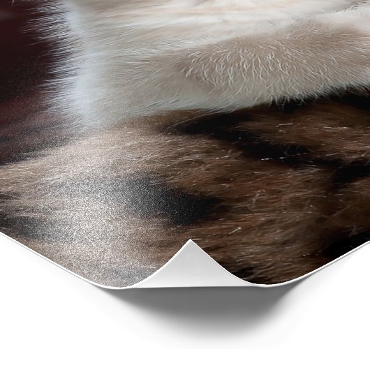 Cute Kitten Foto Afdruk (Hoek)