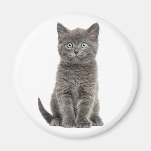 Cute Kitten Grijze Kat Magneet