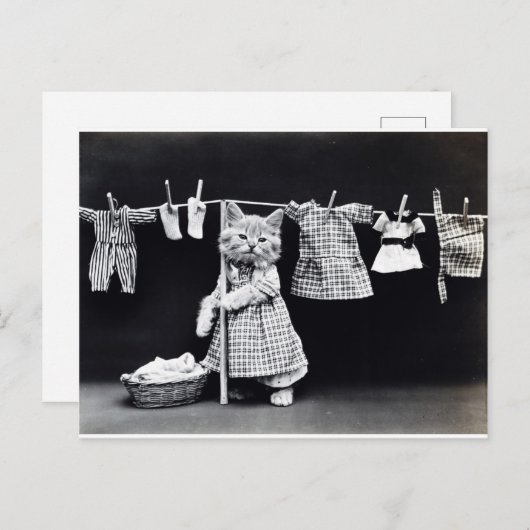 Cute Kitten Hanging Laundry Briefkaart (Voorkant / Achterkant)