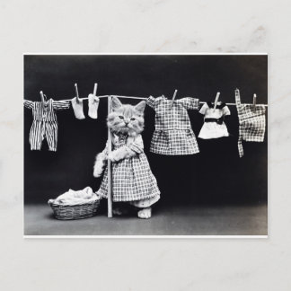 Cute Kitten Hanging Laundry Briefkaart