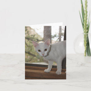 Cute Kitten Hartelijk dank Kaart