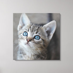 Cute Kitten in de tuin Canvas Afdruk