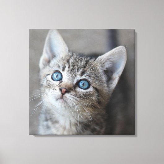 Cute Kitten in de tuin Canvas Afdruk (Voorkant)