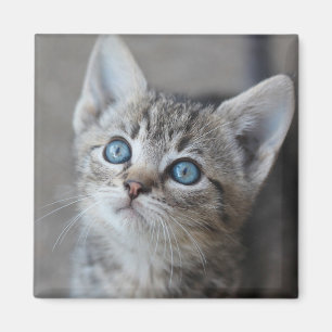 Cute Kitten in de tuin Magneet