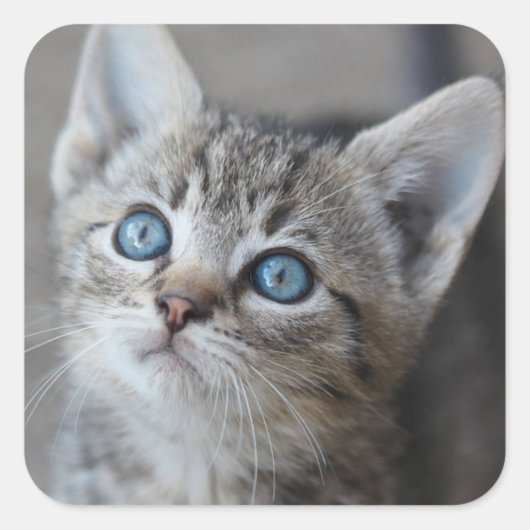 Cute Kitten in de tuin Vierkante Sticker (Voorkant)