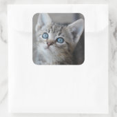 Cute Kitten in de tuin Vierkante Sticker (Tas)