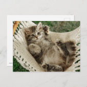 Cute Kitten in Hammock Briefkaart (Voorkant / Achterkant)