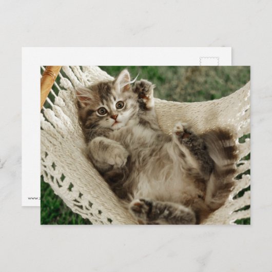 Cute Kitten in Hammock Briefkaart (Voorkant / Achterkant)
