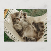 Cute Kitten in Hammock Briefkaart (Voorkant)