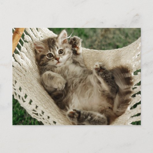 Cute Kitten in Hammock Briefkaart (Voorkant)