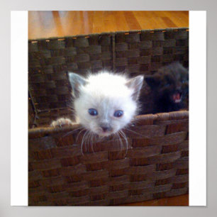 Cute Kitten in mandje Poster