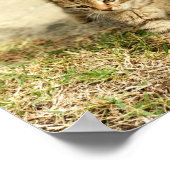 Cute kitten, kleine kattenfoto poster (Hoek)