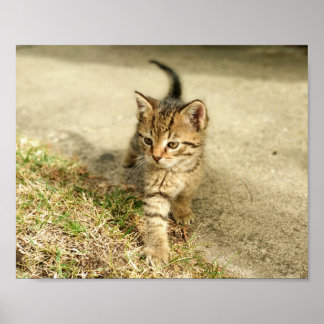 Cute kitten, kleine kattenfoto poster
