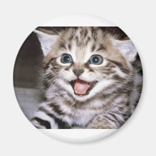 Cute Kitten Magneet