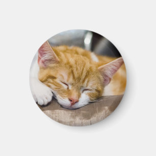 Cute Kitten Magneet