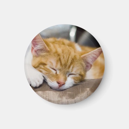 Cute Kitten Magneet (Voorkant)