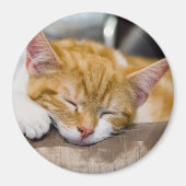 Cute Kitten Magneet (Voorkant)