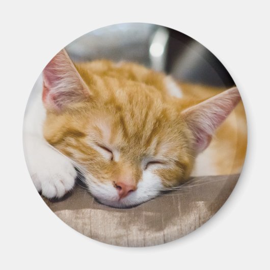 Cute Kitten Magneet (Voorkant)