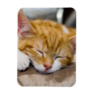 Cute Kitten Magneet