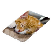 Cute Kitten Magneet (Linkerzijde)