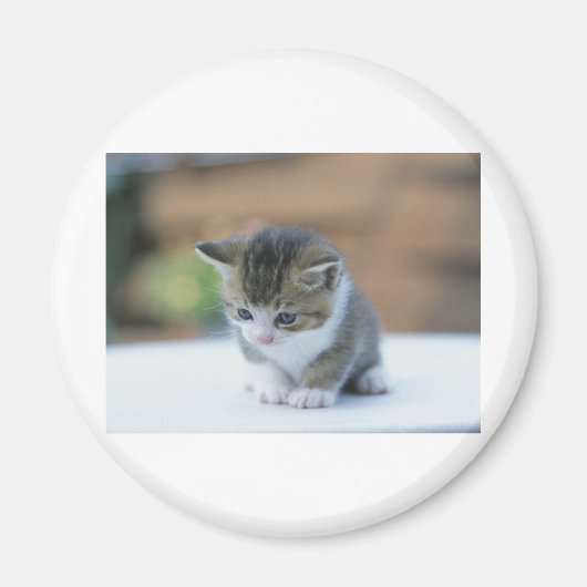 Cute Kitten Magneet (Voorkant)