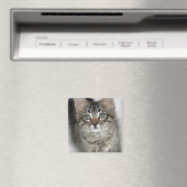 Cute Kitten Magnet (Insitu (Vaatwasser))