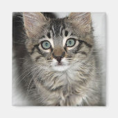 Cute Kitten Magnet (Voorkant)