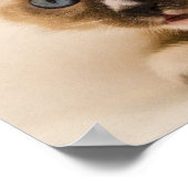 Cute Kitten met blauwe ogen Poster (Hoek)