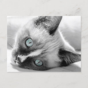 Cute Kitten met Blue-Eyes Briefkaart