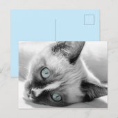 Cute Kitten met Blue-Eyes Briefkaart (Voorkant / Achterkant)