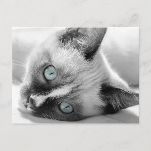 Cute Kitten met Blue-Eyes Briefkaart (Voorkant)