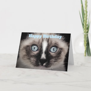 Cute Kitten met Blue Eyes Happy Birthday Kaart