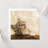 Cute Kitten met een uitgerekt paw Kaart (Voorkant / Achterkant in situ)