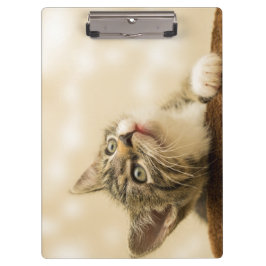 Cute Kitten met een uitgerekt paw Klembord