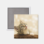 Cute Kitten met een uitgerekt paw Magneet (Voorkant / Achterkant)