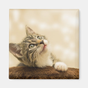Cute Kitten met een uitgerekt paw Magneet