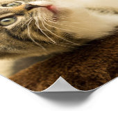 Cute Kitten met een uitgerekt paw Poster (Hoek)