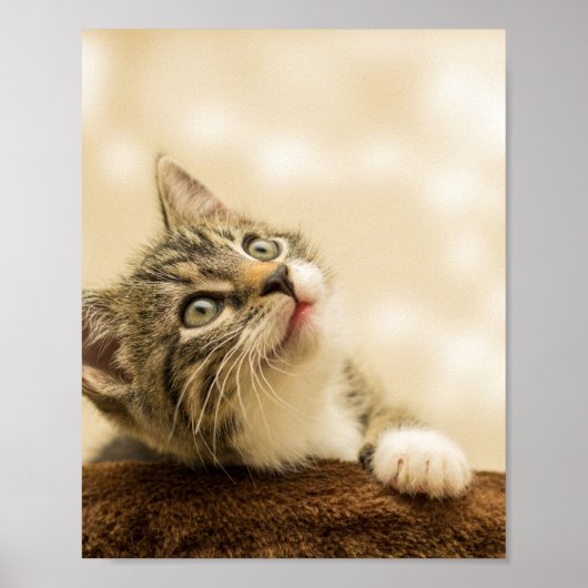Cute Kitten met een uitgerekt paw Poster (Voorkant)