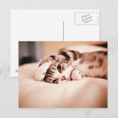 Cute Kitten met Paw over Face Briefkaart (Voorkant / Achterkant)