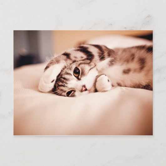 Cute Kitten met Paw over Face Briefkaart (Voorkant)