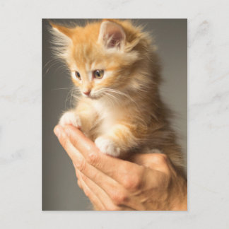 Cute Kitten op handen Briefkaart